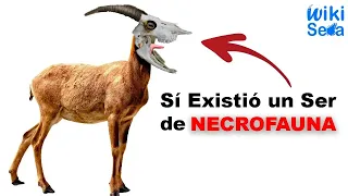 La Necrofauna SI es Real