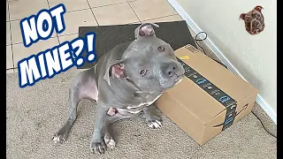 Talking Pitbull Cries Keeps Arguing Package Is His! Hilarious!!