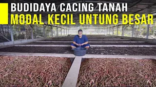 Ide Usaha Budidaya Cacing Tanah Modal Kecil Untung Besar