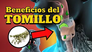 ¡Importante! Beneficios del tomillo