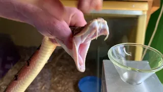 BUSHMASTER: King of the Pitvipers- Venom Extraction