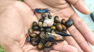 hunting semua hewan diselokan ada kepiting biru kelomang keong hias