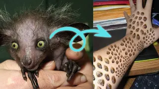 Jika Kamu Melihat Hewan ini, SEGERA LARI‼️😨