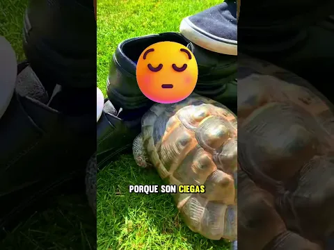 ¿Por qué las tortugas odian el color negro?😨