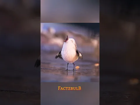 🐣🌊"माँ की सख़्ती ने बदला बच्चे का जीवन | एक छोटे पक्षी की बड़ी उड़ान"#shorts