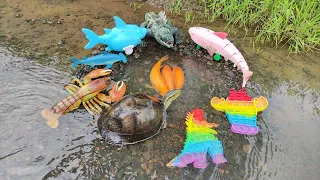 Menangkap Ikan Mas Di Rawa, Kura-kura Air Tawar, Buaya, Ikan Hiu, Pop It, Lobster [Part639]