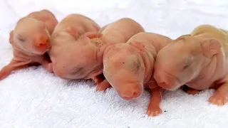 Rabbit Growth || Baby Rabbits 1 Day To 14 Days Old