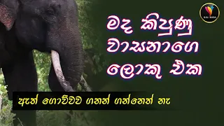 මද කිපුණු වාසනා _ Elephants Life in Sri Lanka #srilankaelephant #wildlife