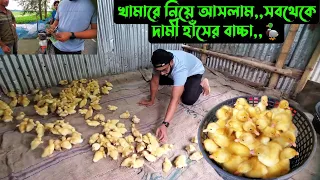 খামারে নিয়ে আসলাম,,সবথেকে দামী হাঁসের বাচ্চা,,🦆