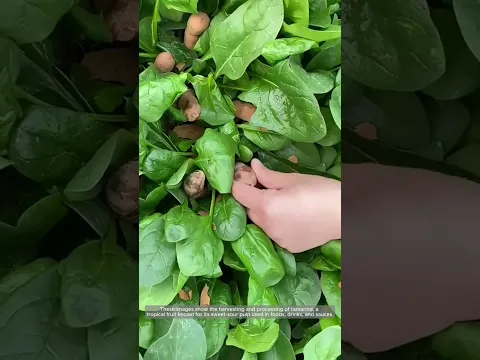 From Tree to Table – Harvesting and Preparing Tamarind Pods