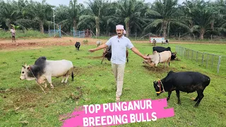 Top  Punganuru Breeding bulls | Nadipathy Goshala