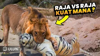 SEREM!! Detik² Harimau Nekat Menyerang Singa! Endingnya sungguh Tak Terduga... #Predator vs Predator