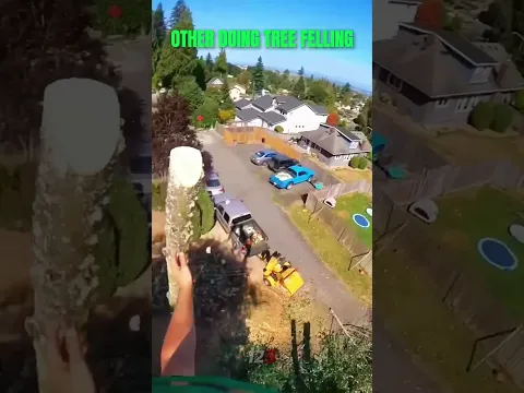 The Last Tree Cuting Was Insane