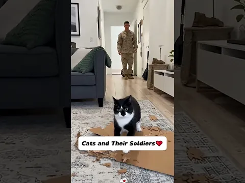 Cats and Their Soldiers#DogsAndTheirSoldiers#LoyalCompanion#Fyp #Foryoupage#usa