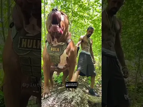 Aggressive and Dangerous Dogs Breed 😱  || #dogbreed #dog #shorts