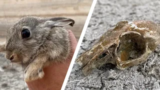 La vida y la muerte / rescatando animales