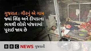 ગુજરાતમાં જ્યાં રોજ સિંહ અને દીપડા આંટાફેરા કરે ત્યાં લોકો કેવી રીતે જીવે છે?