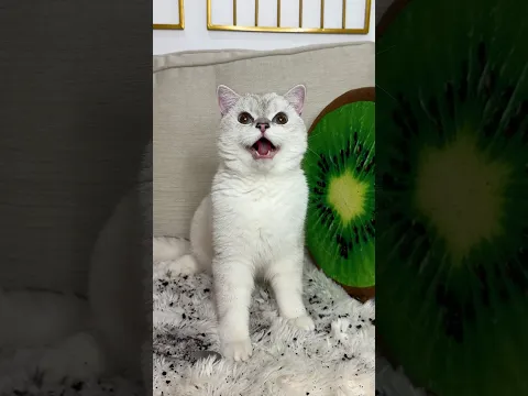 My cat really liked the trick #cat #cats