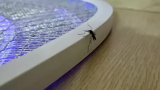 모기 극단적인 선택