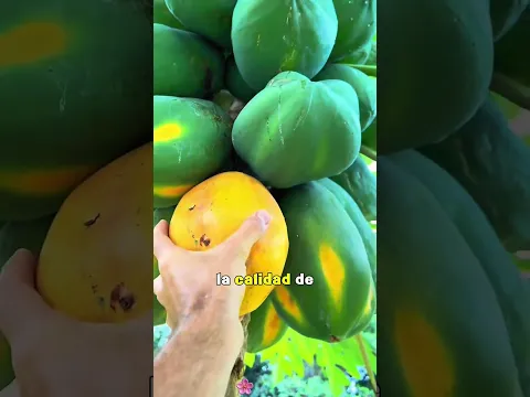 Why Farmers Injure Papaya Trees toBoost Fruit Quality? #Papaya #FruitFarming #FoodProduction