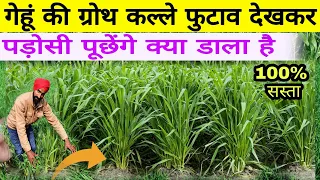 गेहूं में चमत्कारी फॉर्मूला डालें। गेहूं की ग्रोथ कल्ले फुटाव बंपर।gehun ki growth paidavar badhegi