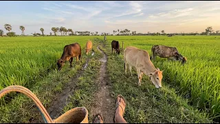 A Peaceful Walk Through the Rice Fields with Grazing Cows #CountryLife #RiceFields #Cows #Nature