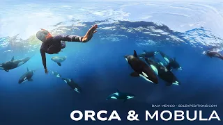 Swimming with Orcas In Baja California Mexico