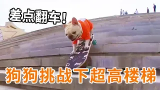 狗狗挑战滑板下超高楼梯，结果遇到突发状况，差点“车毁狗亡”#法斗 #滑板 #萌宠 #小法斗球球
