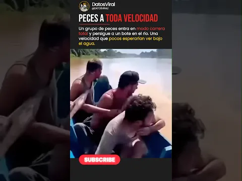 Nadie esperaba que los peces fueran tan rápidos #shorts #curiosidades