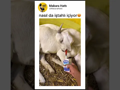 nasıl da iştahlı😂