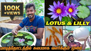 தாமரை மற்றும் அல்லி  பூ சுலபமாக வளர்க்கும் முறை | LOTUS & LILY Planting in Terrace Garden | nursery