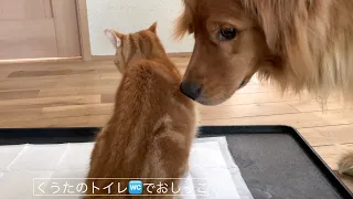 小侍郎と仲良くしたいくうた