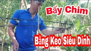 Một Ngày Đi Bẩy Chim Bằng Keo Siêu Dính || Nguyễn Văn Nhựt