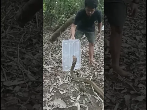 King cobra yang kita rilis kali ini sangat mengerikan #anakhutan #diazborneo