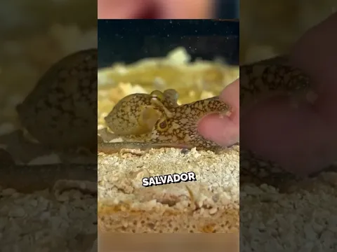 Este bebé Pulpo tuvo que Seguir su Camino🥺❤️#shorts #naturaleza #animales