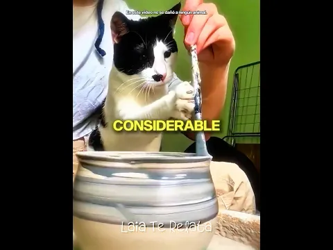 Este Gato Hizo MILLONARIO a su dueño! 🐱💰