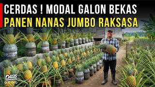 MODAL GALON BEKAS SUKSES BUDIDAYA NANAS JUMBO DI LAHAN SEMPIT DAN HEMAT AIR | CERITA USAHA