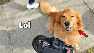 Why I CAN'T photograph Golden Retrievers