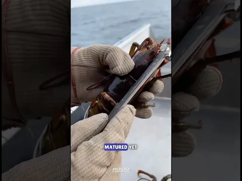 Lobsters Get Measured Before Kept