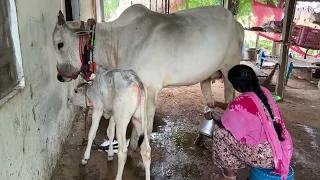 💓💞Beautiful village life ❤️🌴 #villagelife #villagenature