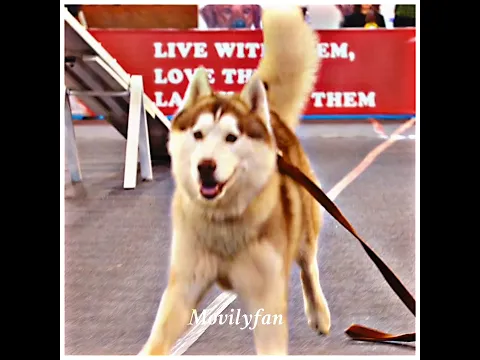 ❤️Blind Dog Boy Love💕Dog Follow Everysteps❤️‍🔥#shorts #viral #trending #whatsappstatus #lovestatus