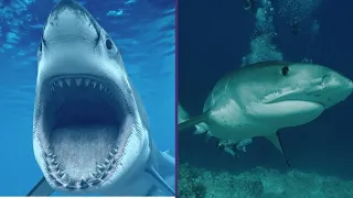 🚨 ¡Cuidado! ¡Ataque de Tiburón! 🦈⚠️
