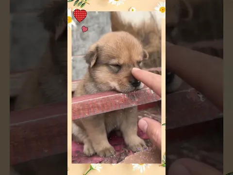 cute #perrito #dog #puppy #pets #babyanimals #cachorros #shorts #tiktok #usa #elsalvador #natural vi
