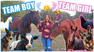 ALL MY PETS GUESS MY BABY'S GENDER!!!