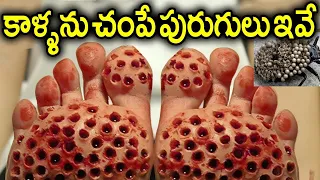 ప్రపంచంలోనే అత్యంత భయంకరమైన, విచిత్రమైన పురుగులు.! Most Dangerous Insects In The World