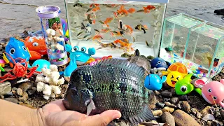 Looking for betta fish in the river, flowerhorn fish, ornamental fish, lobster, turtles, sharks