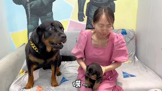 狗狗这是长本事了，大哥不在也敢跟母老虎顶嘴了😂