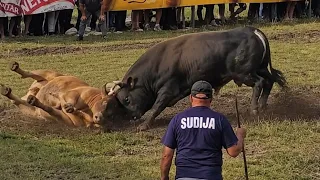 Korida kod Dumana - Liskovica 26.07.2026 Macan od Home trans —— Peran od braće Drinić