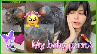 #vlog baby parrot rescue 😍 || रस्ते में मिला छोटा तोता  || parrot palna hua mazedar #zeenat_saifi