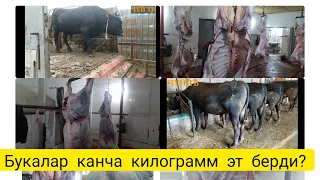 100 кун байлап букаларды этке тапшырдык...